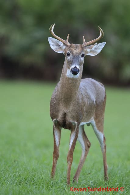 Large Unhappy Florida White Tailed Deer During Rut Flickr Photo