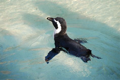 Pinguin Foto And Bild Tiere Wildlife Amphibien And Reptilien Bilder Auf