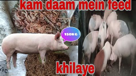 What Is The Best Way To Feed Pigskam Daam Main Feed Khilaye Pig Kon