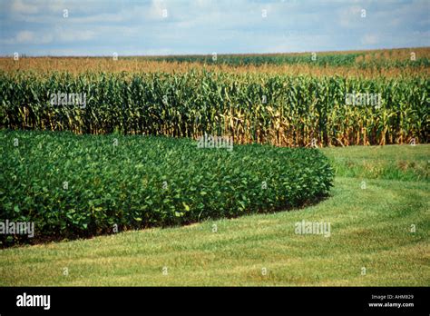 Corn And Soybeans Stock Photo Alamy