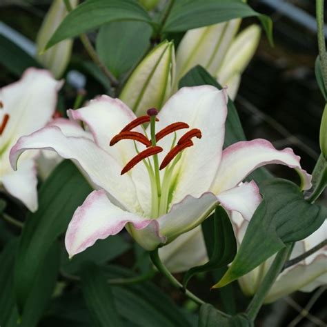 Get Lily Hotline Summer Flowering Bulb Lilium In Mi At English