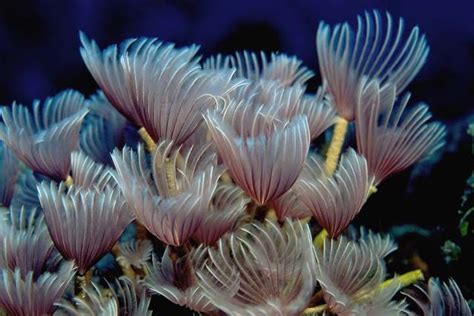Underwater Flowers Gallery Sea Creatures Pinterest Underwater