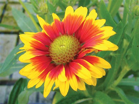 We did not find results for: Easy-care Perennials - Canada's LOCAL Gardener magazine