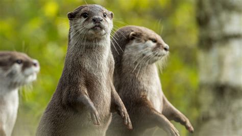 This aids in sensitivity to touch and a heightened dexterity, which helps them find food under rocks and in the mud. Asian small-clawed otter information from Marwell The Zoo
