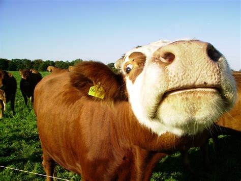 Finde und downloade kostenlose grafiken für cool. coole Kuh Foto & Bild | tiere, haustiere, sonstige Bilder ...
