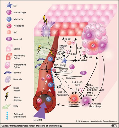 Innate Immune Cells In Inflammation And Cancer Cancer