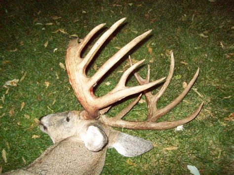 Massive 191 Inch Buck Shot Near Slinger Wi