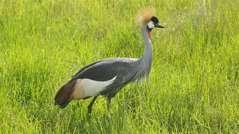 Bird Watching Wave Expeditions Uganda