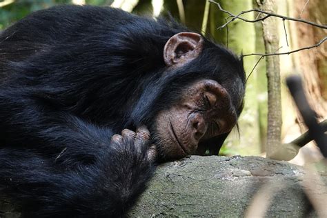 Pourquoi Les Humains Dorment Ils Moins Que Leurs Parents Primates