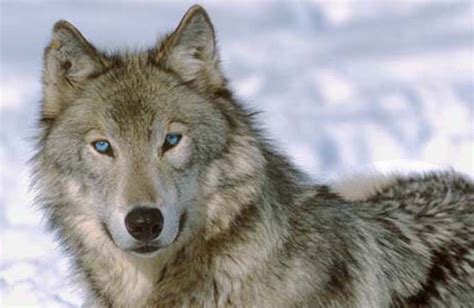 Gray Wolf with Blue Eyes | Grey wolf, eye color change by