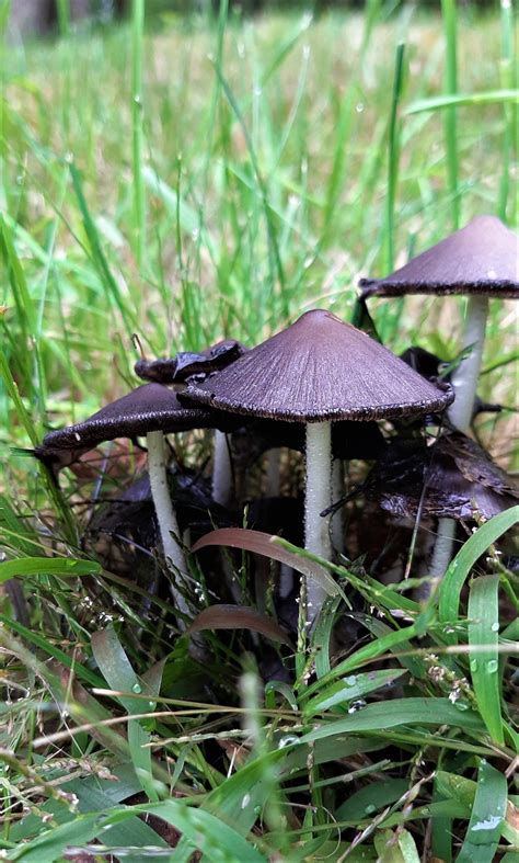 Mushroom Identification Pictures And Examples 2022