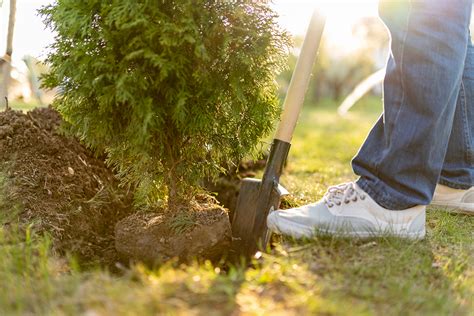 Why Replanting Is Important After A Tree Removal Service Fort Worth Tx
