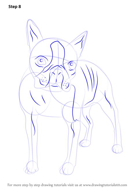 How To Draw A Boston Terrier Step By Step Easy At Drawing Tutorials