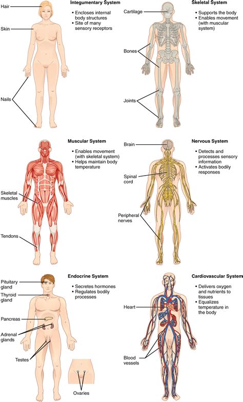 Structural Organization Of The Human Body Anatomy And