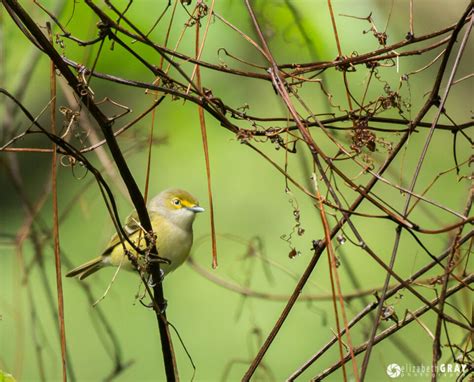 Audubon Bird Sanctuary Dauphine Island Best Photo Spots