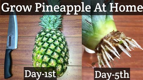 How To Grow A Pineapple From The Top Grow Pineapple Indoors Youtube
