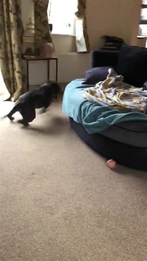 Insane Zoomies Send This Doggy Round And Round The Sofa