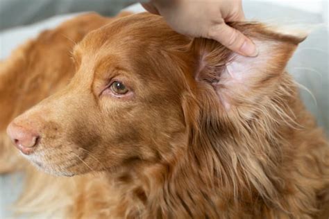 Ear Infection In Dogs Animal Clinic Of Benicia