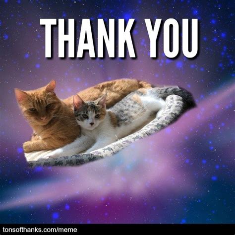 Most are funny in a dry, sort of way, but don't get as ugly and offensive as many of the memes out there. 51 Nice thank you memes with cats | Thank you memes, Thank ...