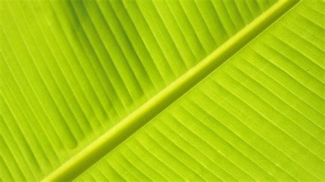 Download Wallpaper 3840x2160 Leaf Macro Veins Stripes Green Plant