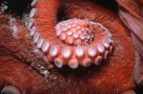 Octopus Suction Cups Photograph By Jeffrey Rotman Fine Art America