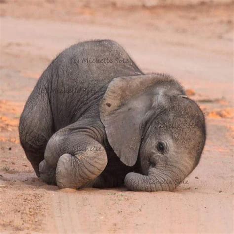 Newborn Baby Elephant 🐘 Elephants Tend To Be Very Protective Of Their