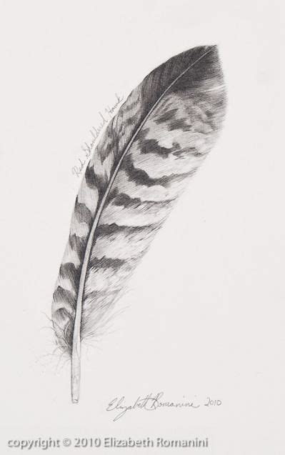 Turkey Feather Drawing The Natural Feather Drawing Feather Tattoos Feather Sketch