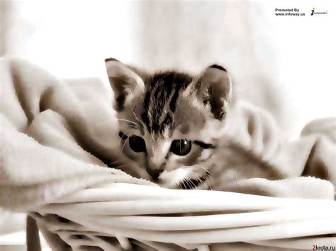 Cute Cats Hd Wallpapers Wallpaper202