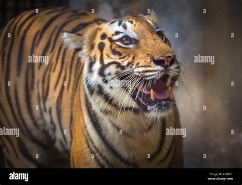 Royal Bengal Tiger In Close Up View The Bengal Tiger Is One Of The