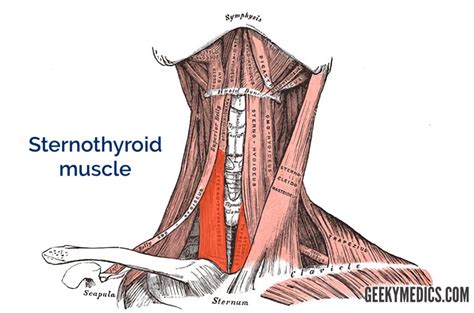 Suprahyoid And Infrahyoid Muscles Hyoid Muscles Geeky Medics