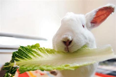 This is because cats are obligate carnivores, which means all they really need to eat is meat. خرید ارزان غذای خرگوش اهلی - مرکز خريد و فروش غذای حیوان ...