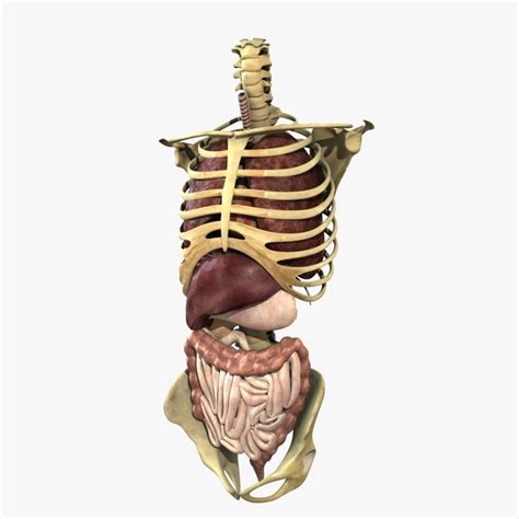 Human Skeleton Torso With Internal Organ Anatomy Rigged 3d Model