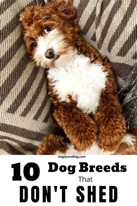 Top 10 Dog Breeds That Dont Shed Cute Dogs That Dont Shed Top 10