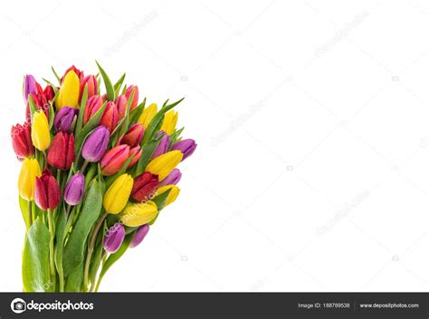 Schöner blumenstrauß von tulpen auf weißem hintergrund. Frische Tulpen weißer Hintergrund Frühling Blumen Wassertropfen — Stockfoto © LiliGraphie #188789538