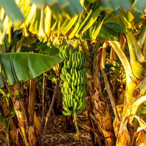 Fairtrade Organic Banana Fairtrasa Fruitfully Fair
