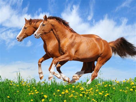 Two Red Horses Galloping In A Field With Green Grass, Beautiful Hd