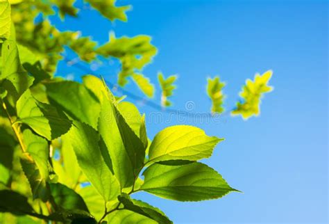 Blue Sky And Leaves Stock Image Image Of Flora Fresh 34205527