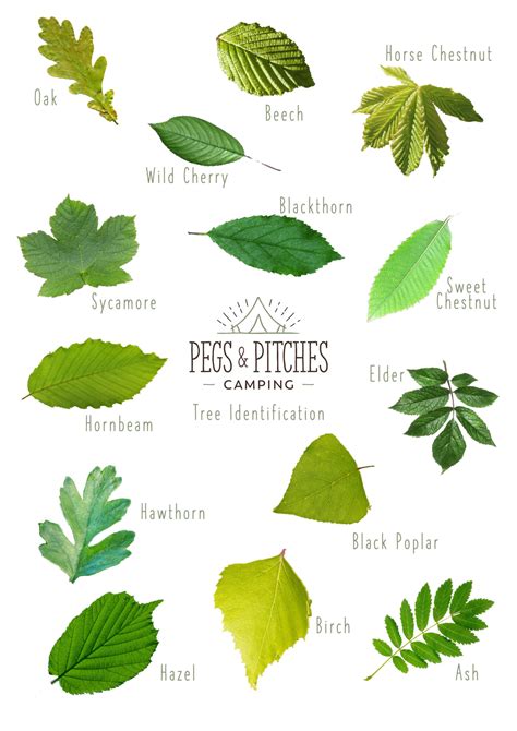 Tennessee Tree Leaf Identification Chart