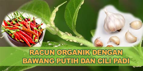 Baja yang digunakan baja organik buatan sendiri hasil peraman: Cara Mudah Buat Racun Organik Buatan Sendiri Guna Cili dan ...