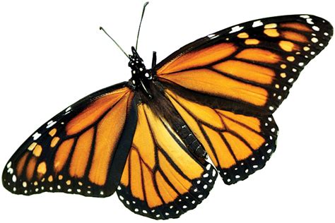 Monarch Butterfly Clip Art Free
