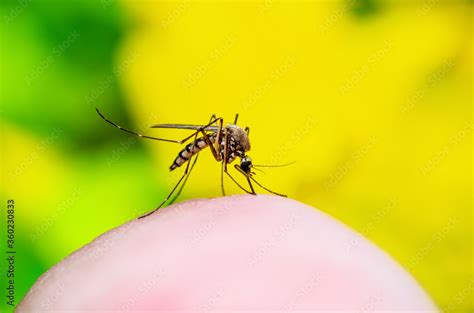 Dangerous Zika Infected Mosquito Bite On Yellow Background