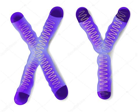 Female Sex Chromosomes Telegraph