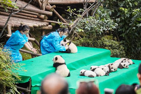 Giant Pandas And Their Mountainous Road To Recovery Eco Kids Planet