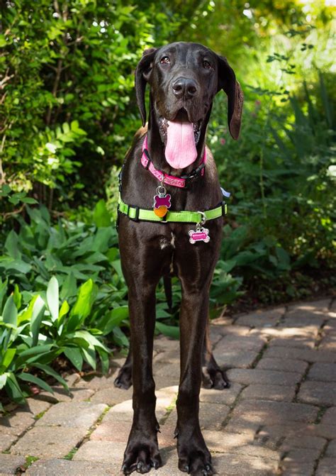 We focus on active dogs that face euthanization or are considered unadoptable in other areas of the country, but are in high demand in colorado's mountain communities. A day with Rocky Mountain Great Dane Rescue at Highlands ...