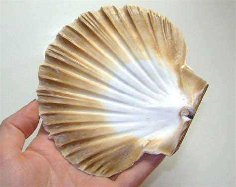115 Mm Giant Great Scallop Sea Shell For Your Collection Or Etsy