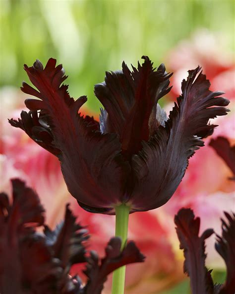 Tulip Black Parrot Bulbs — Buy Online At Farmer Gracy Uk