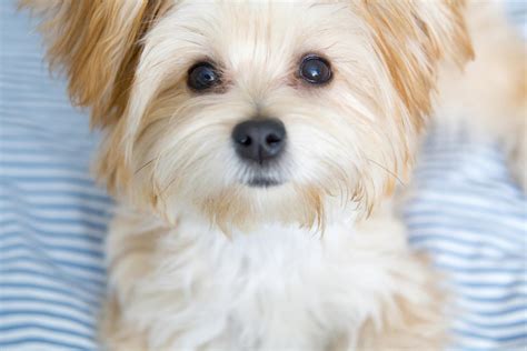 Morkie Puppies Facts And Videos Lovetoknow