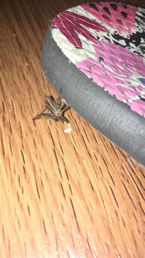 Is This A Brown Recluse I Found It Dead On The Kitchen Floor Of My