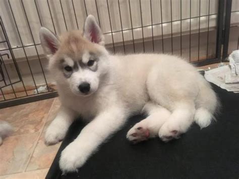 Husky puppies can be fantastic pets, but it's important that you know exactly what your husky puppy will need from you and your family in terms of space, time, exercise, and veterinary care. Full Bred Husky Pups in Houston, Texas - Puppies for Sale Near Me
