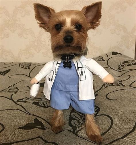 Funny Cat Costume Doctor Suit Pet Dogs Clothes Uniform Clothing For